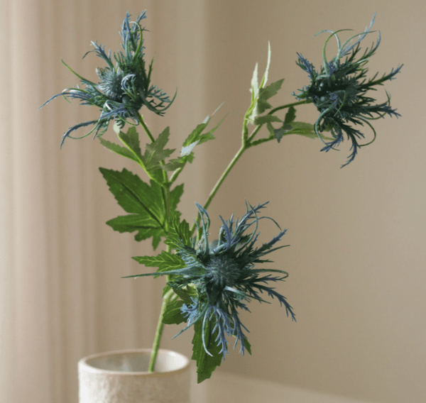 Hovedbilde Blue Eryngo 