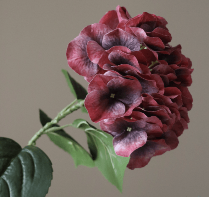 Hovedbilde Burgundy Hydrangea Flower/ Botanè