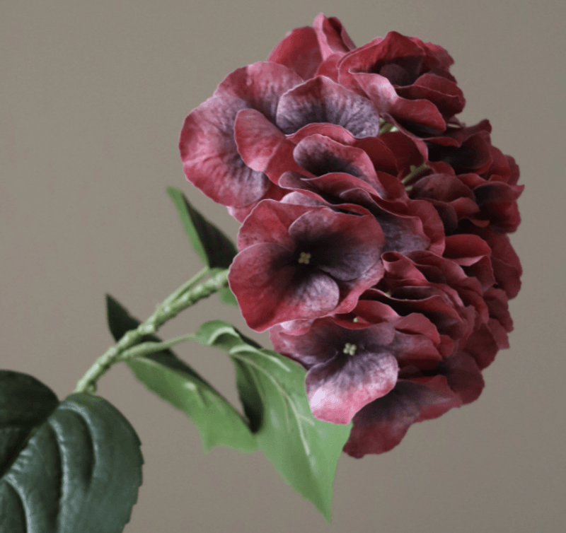 Burgundy Hydrangea Flower/ Botanè
