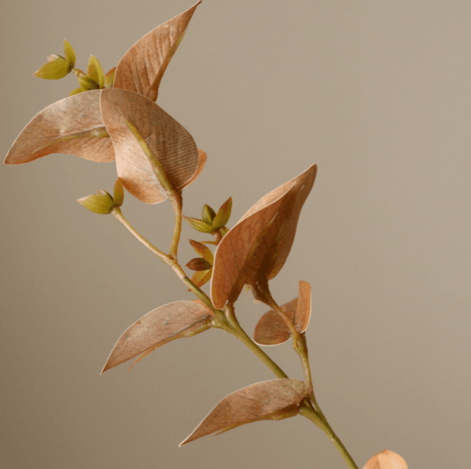 Hovedbilde Brown Eucalyptus Leaves/ Botané