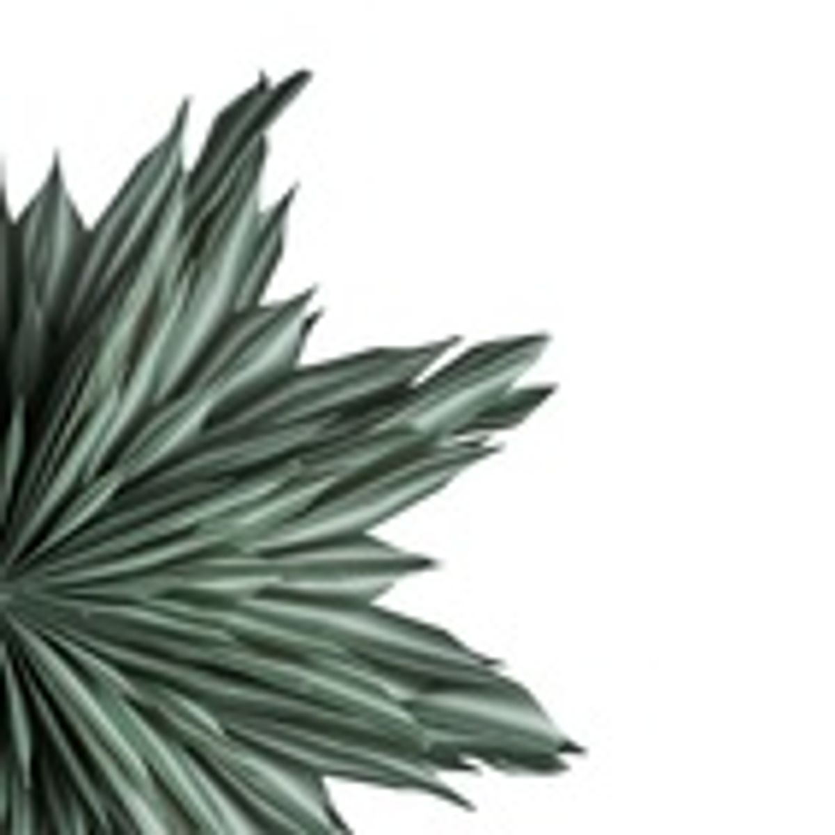 Helena 44 Green/ Watt&Veke