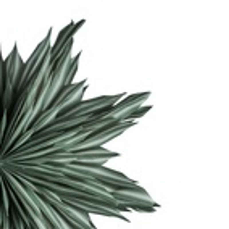 Helena 44 Green/ Watt&Veke