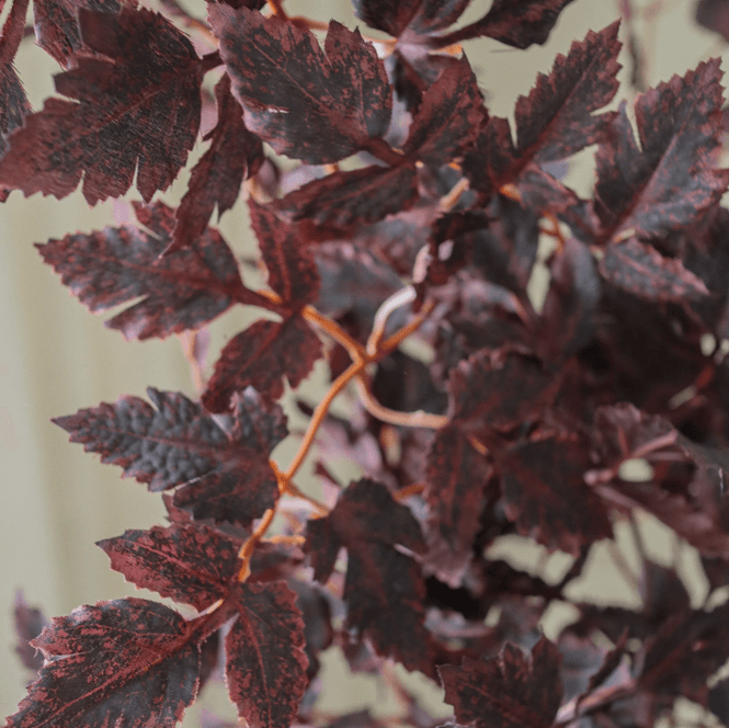 Hovedbilde Botanè Burgundy Plum Leaves