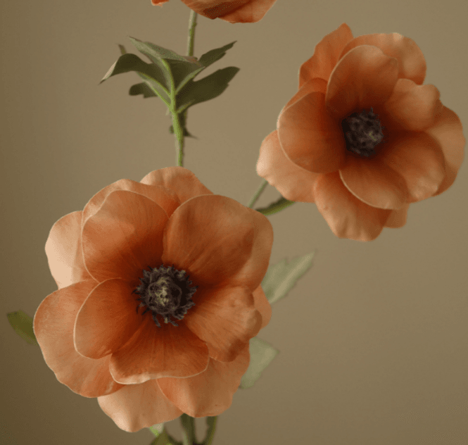 Hovedbilde Champagne Anemone Flower/ Botanè
