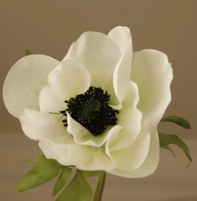 Hovedbilde White Anemone Flower/ Botanè